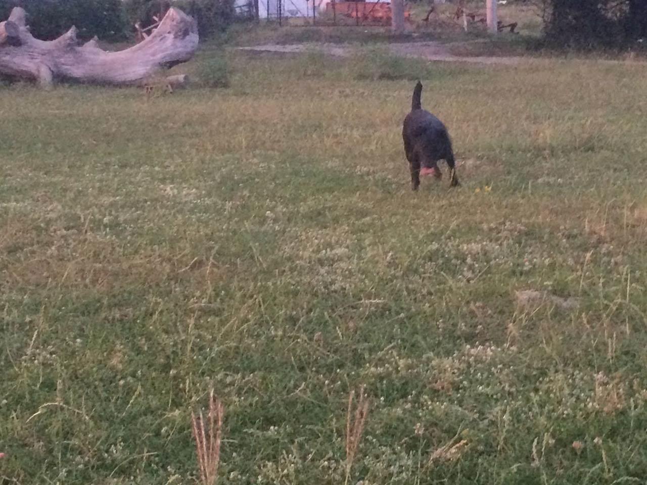 Terrier