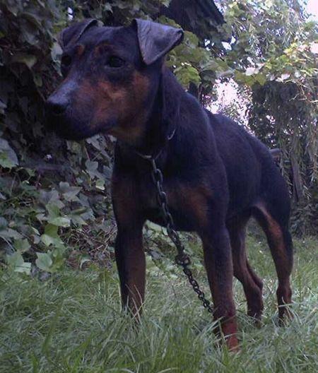 jagt-terrier-