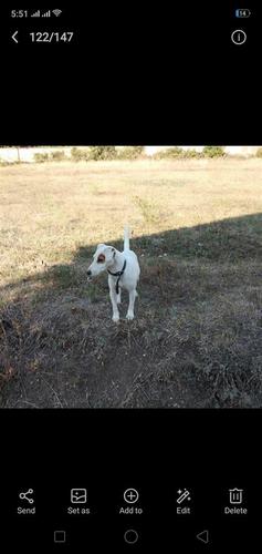 Raca terrier