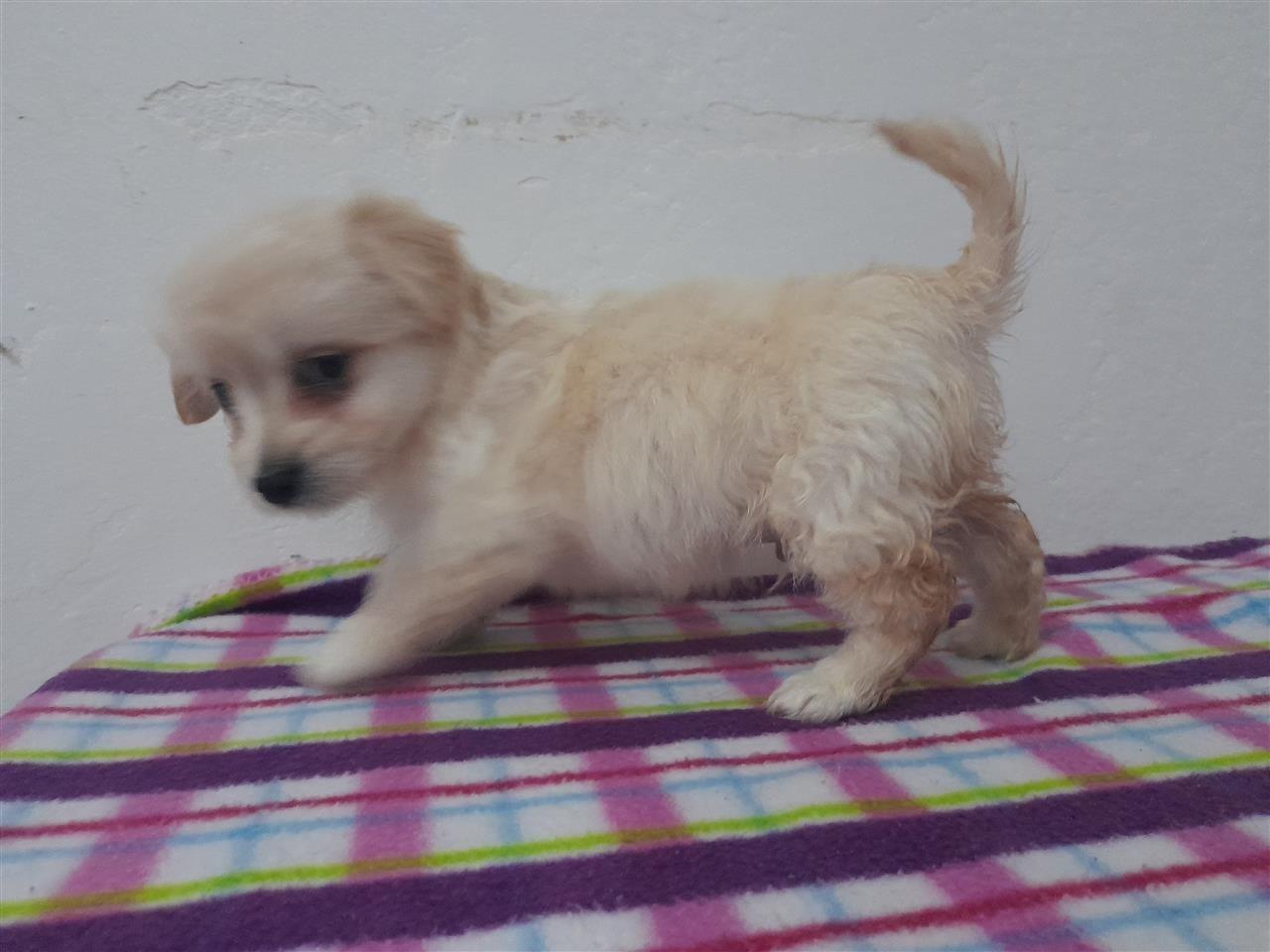 Maltezer