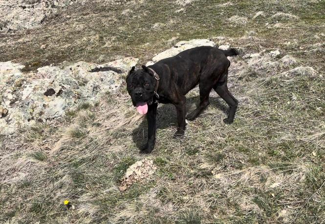 Cane corso