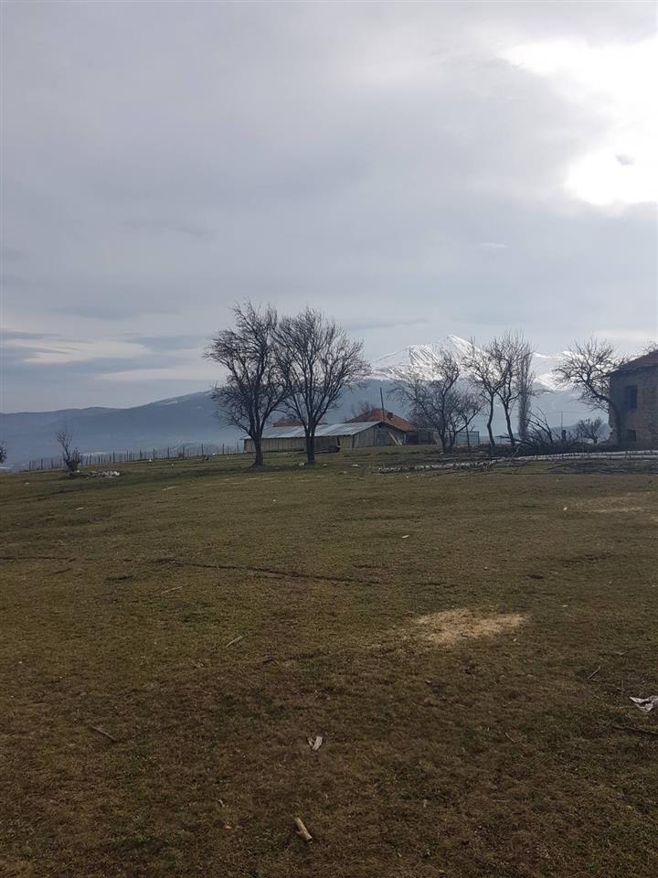 Burrnik-