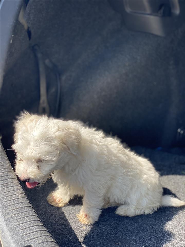 Maltezer