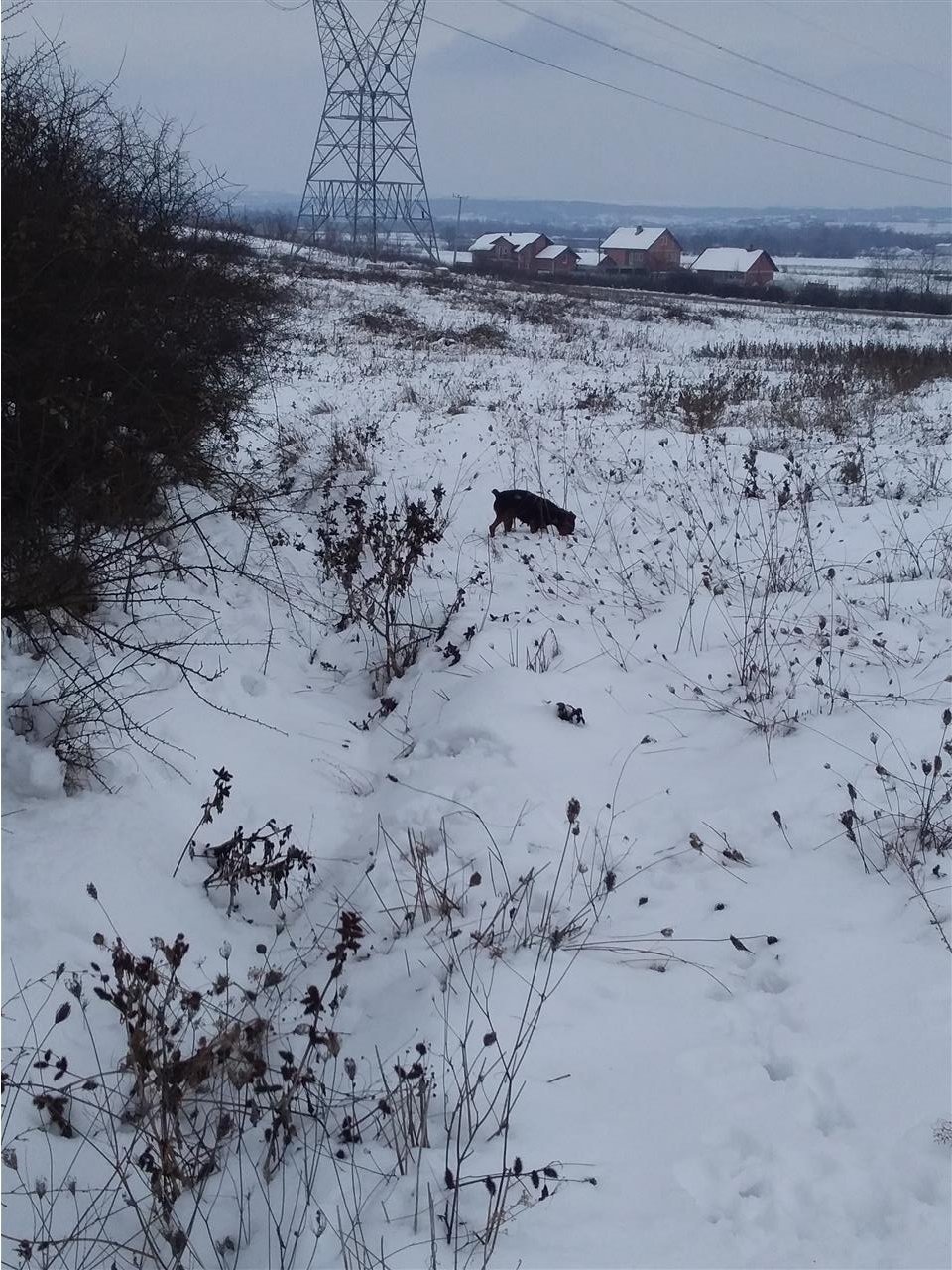 Terrier-