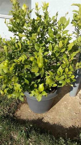Limon