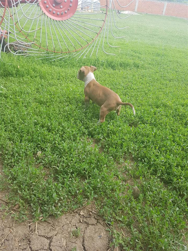 Pitbull