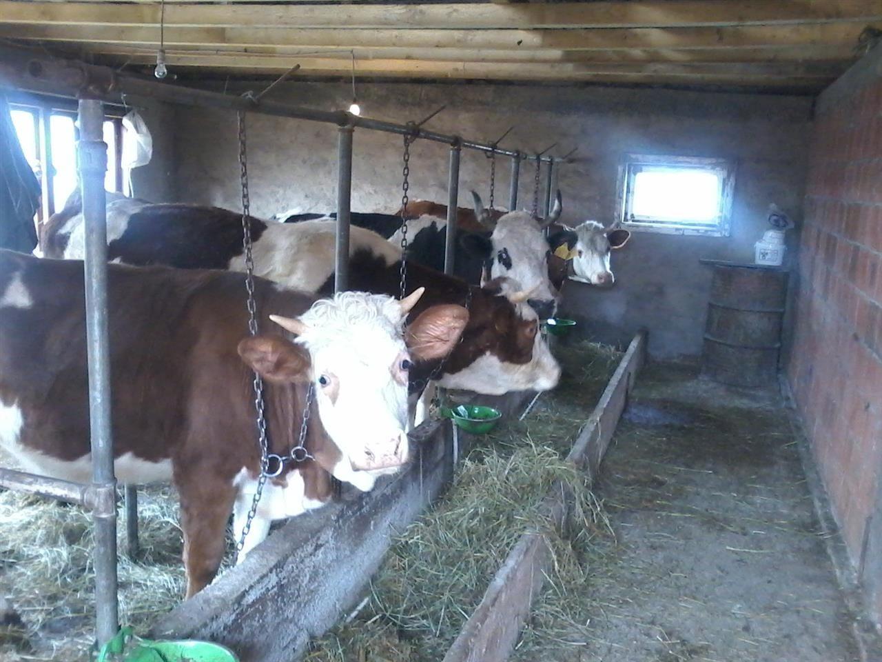 mshtjerra-dhe-lope