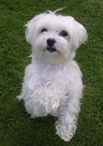 Mini Maltezer