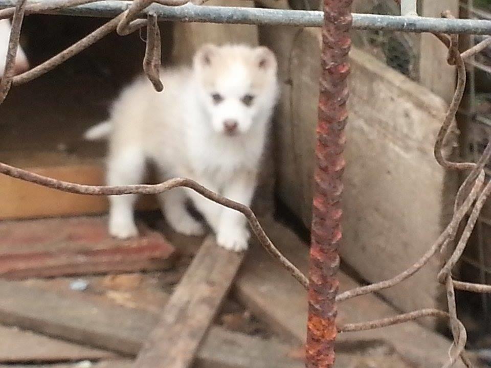 Haski