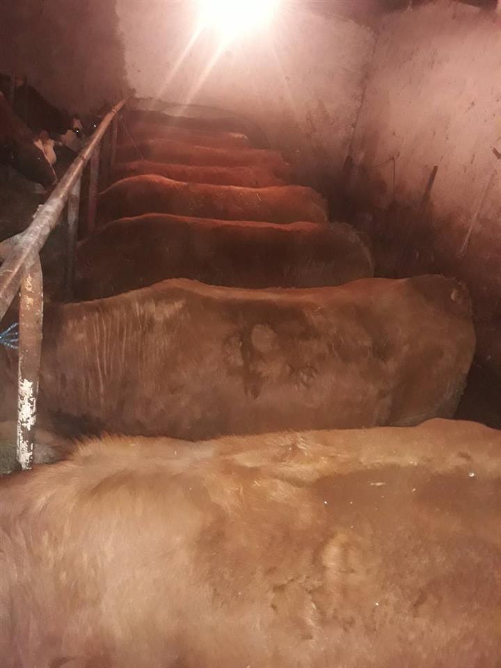 Mshtjerra-barsa-