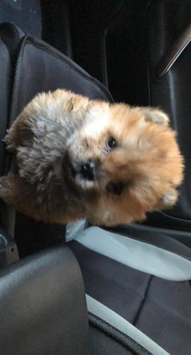 Chow chow 