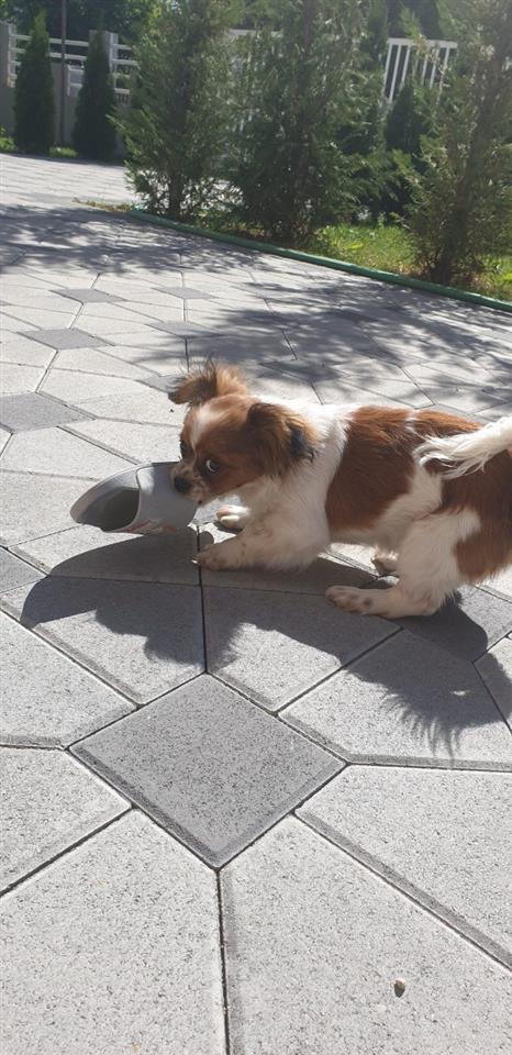 pekingese