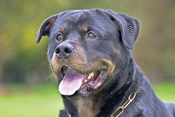 Rotweiler