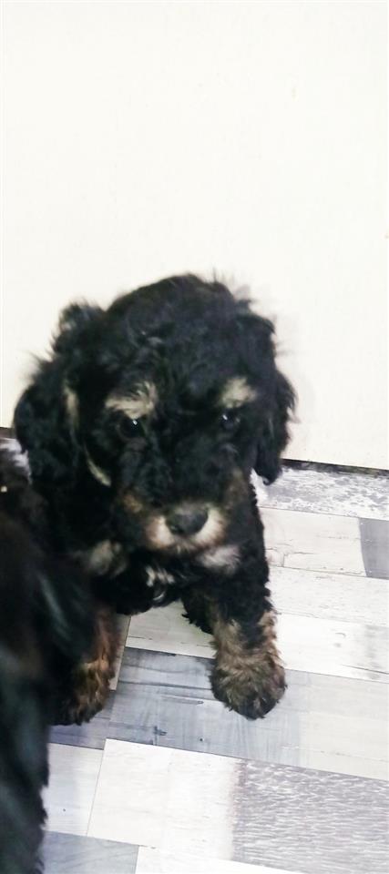 Podle