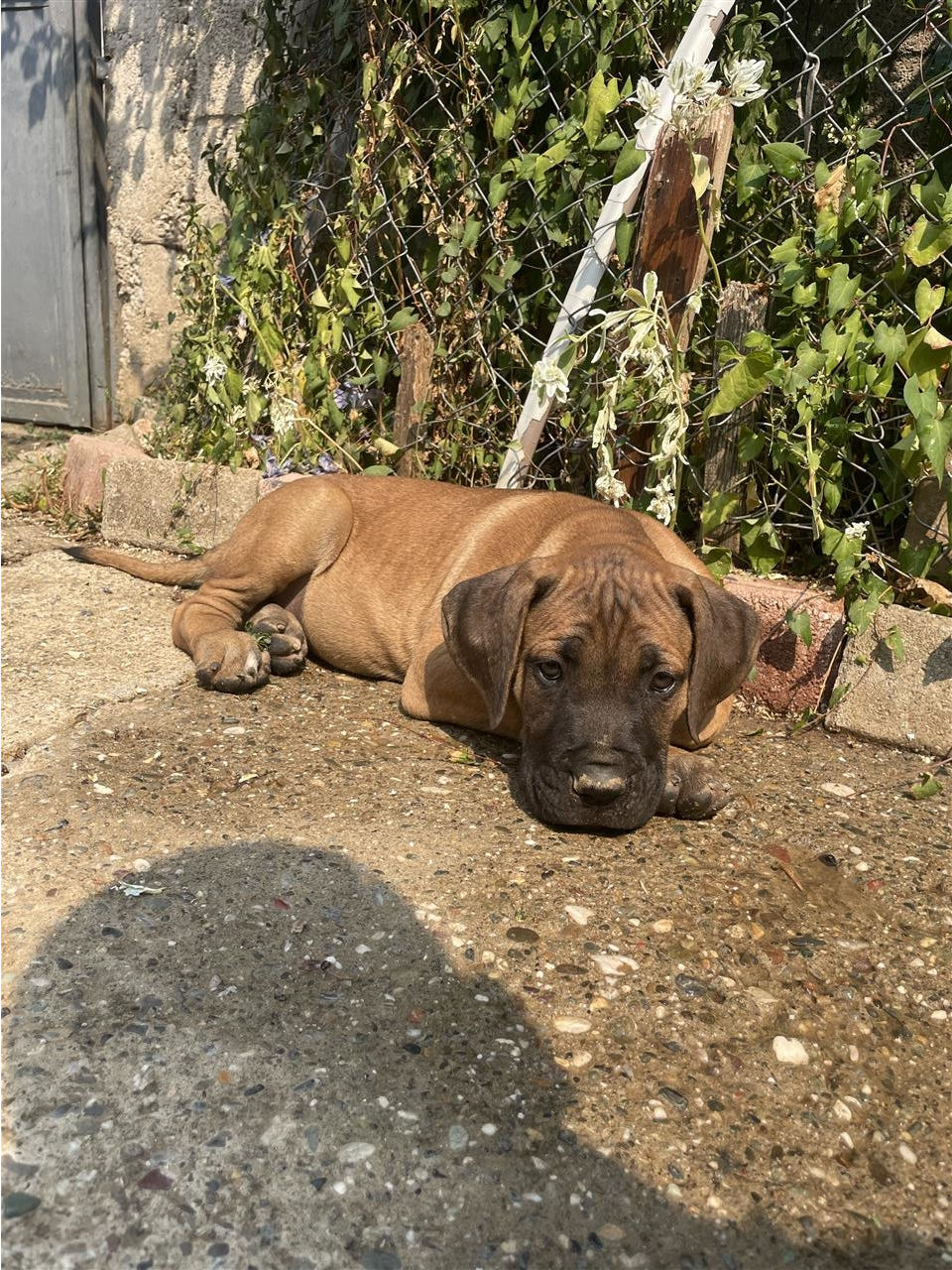 Cane-corso