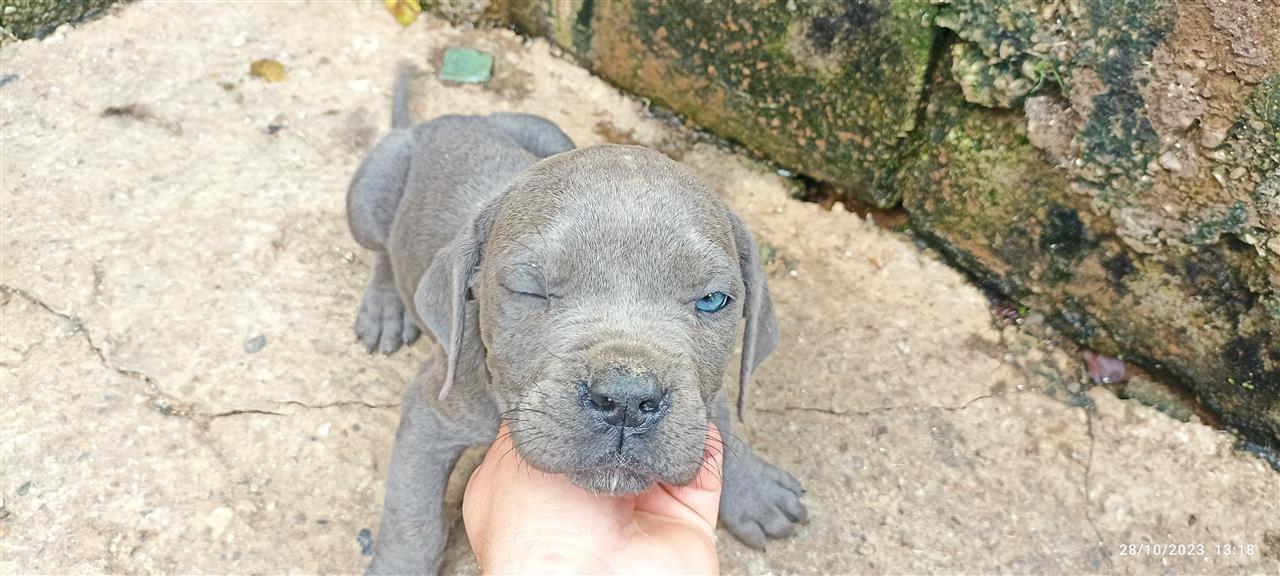 Cane-corso