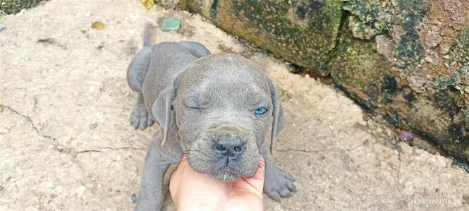 Cane corso