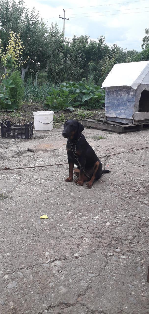 Terrier-