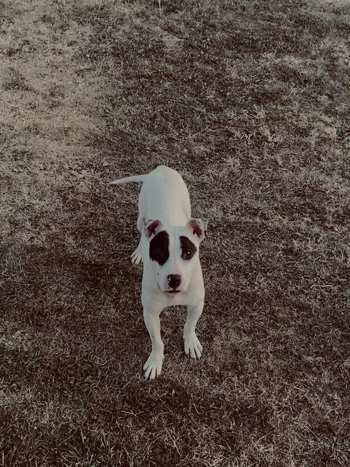 Pitbull