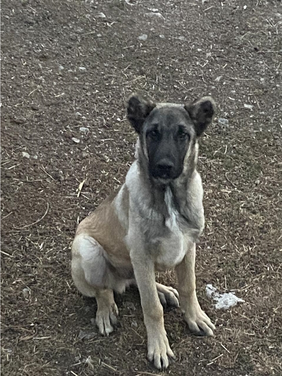 Kangall