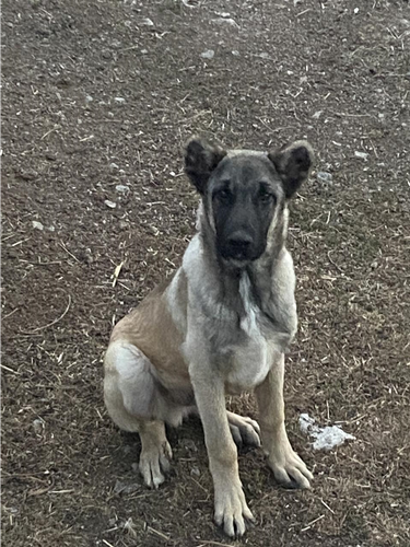 Kangall