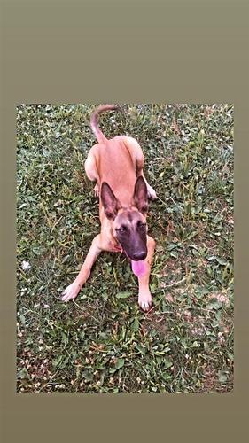 Belg Malinois 