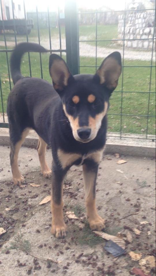 Qeni doberman clearance