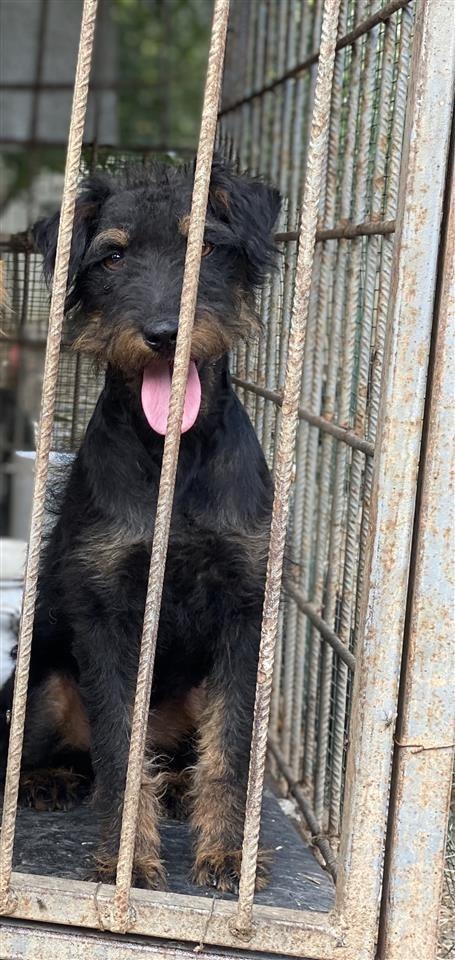 Terrier