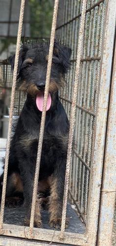 Terrier