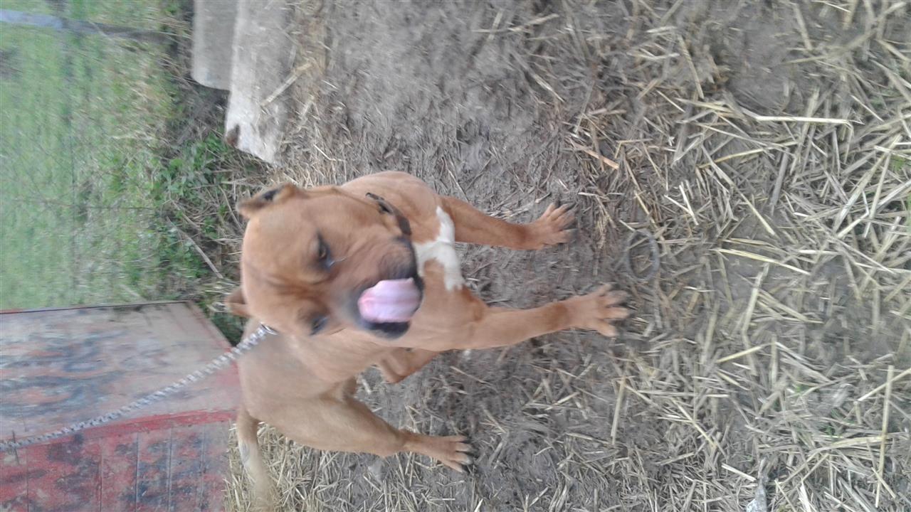 Pitbull-