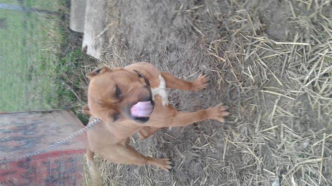 Pitbull 