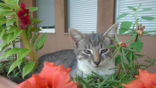 Jepet maca per adoptim