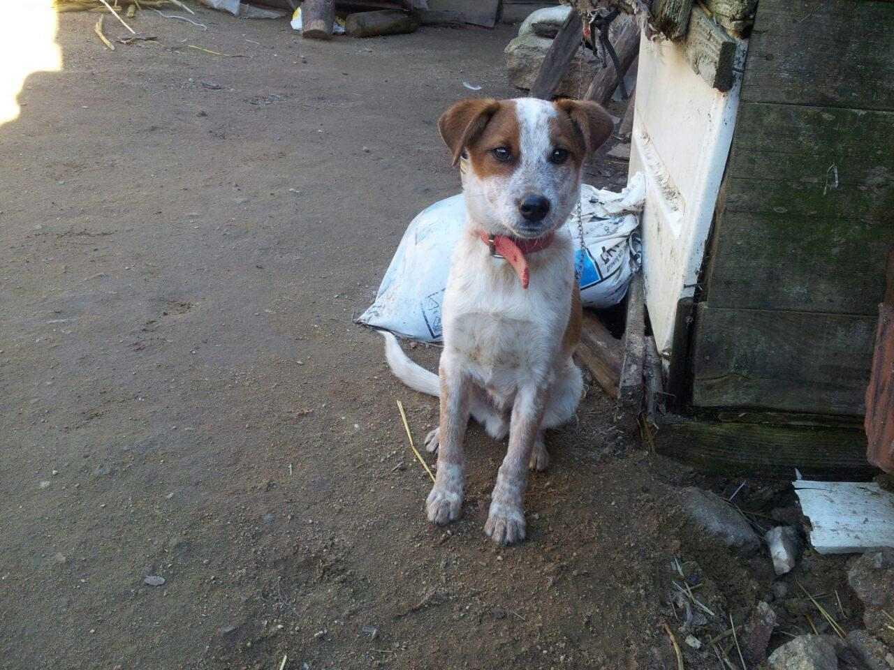 Bub