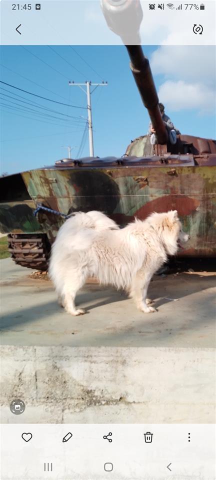 Samojed