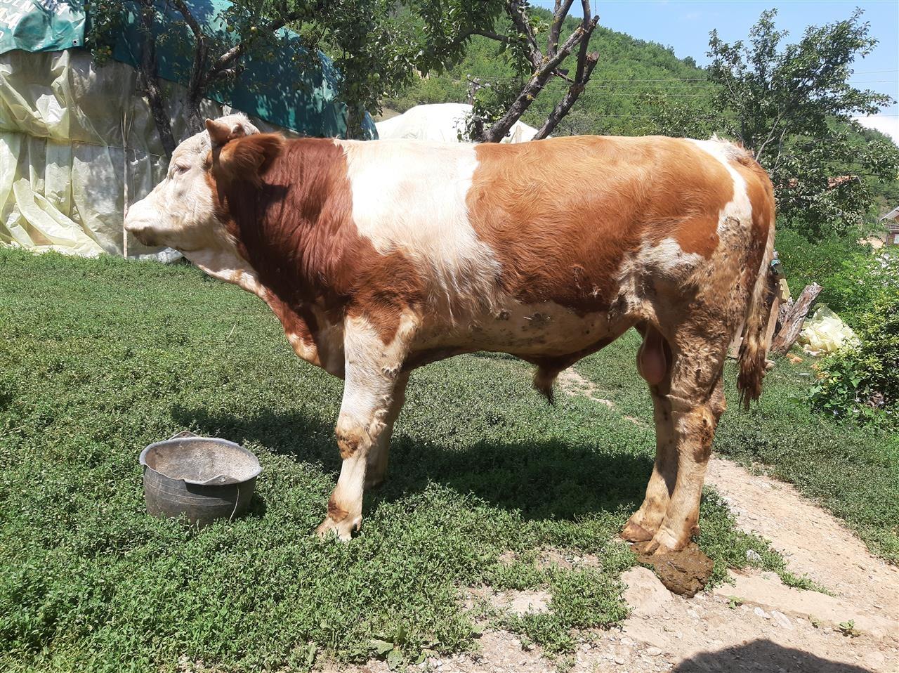 Mzat-