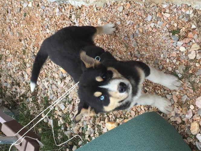 Hasky