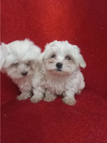 Mini maltezer