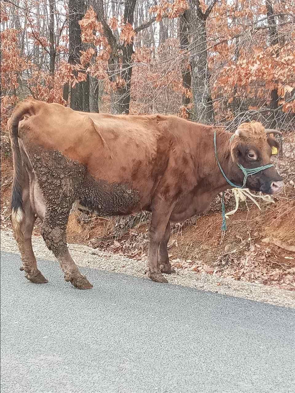 U-shiitt