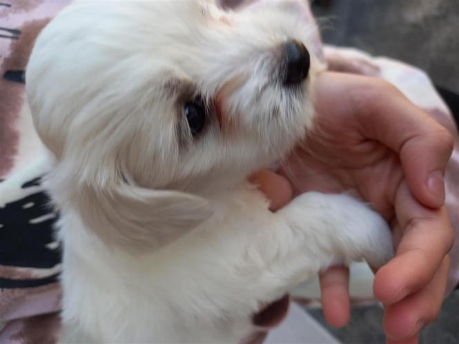 Maltezer