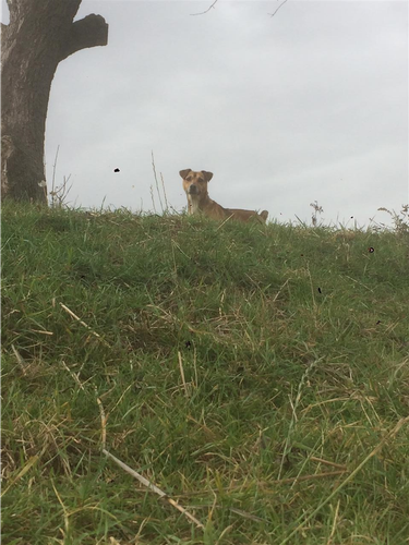 Roki