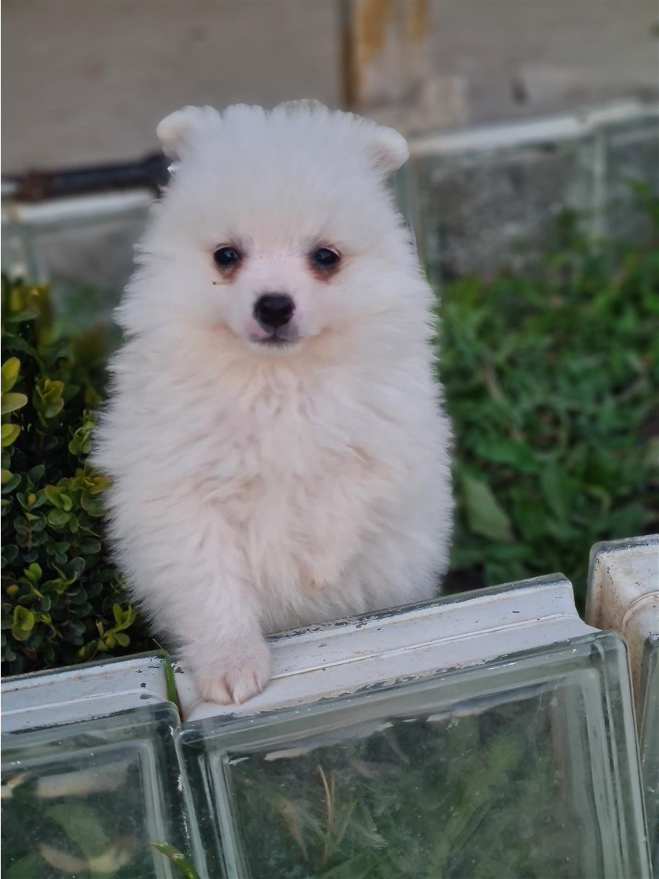 Minispitz
