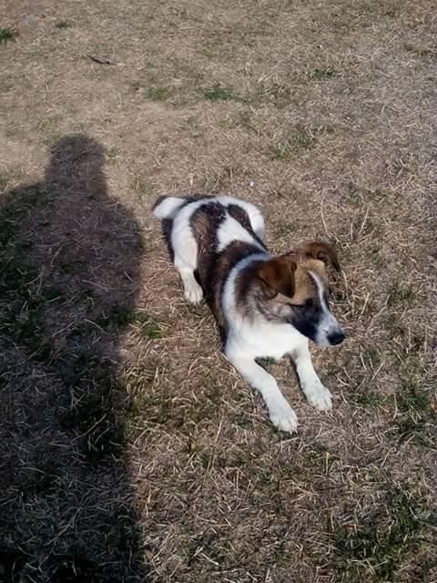 Qeni