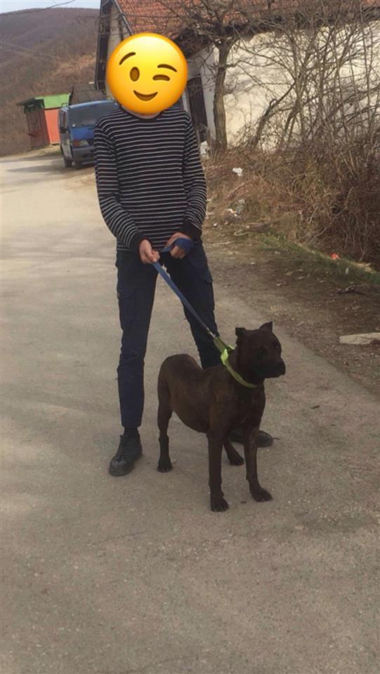 cane-corso