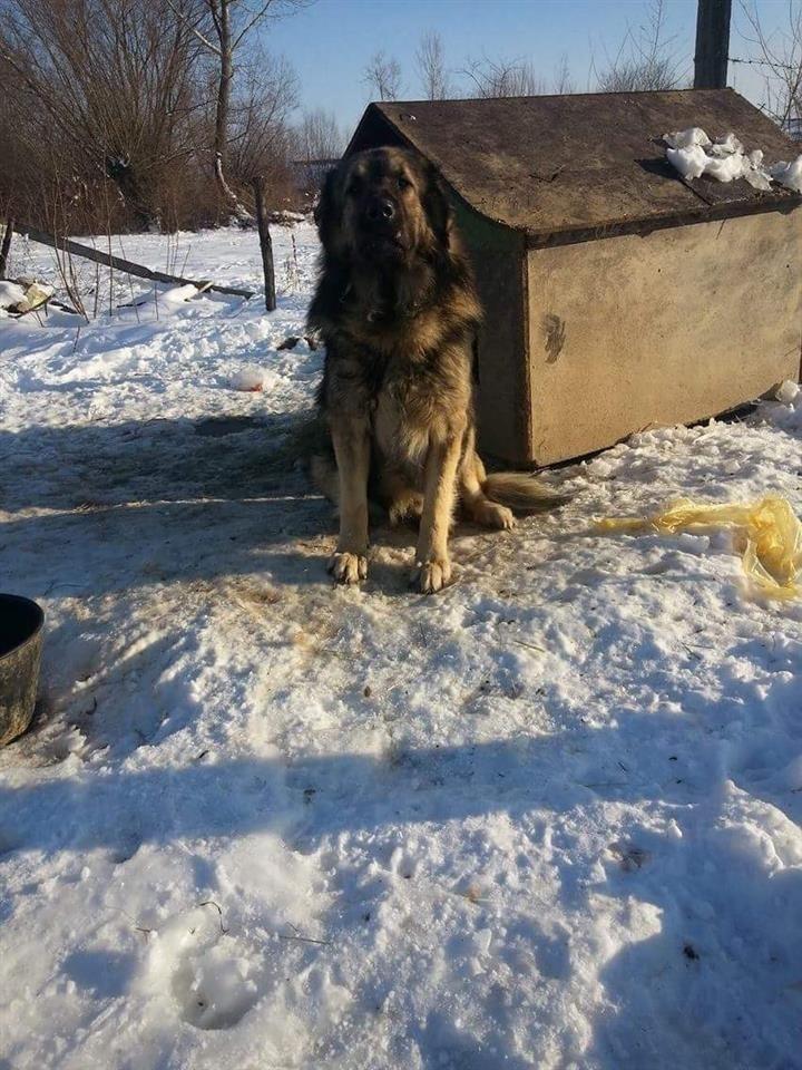 qeni