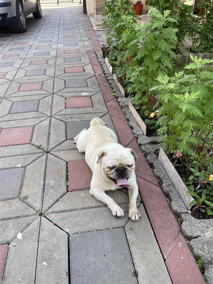 PUG