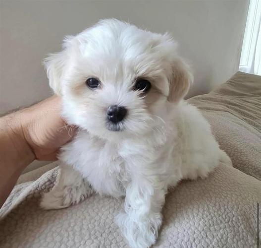 Maltezer
