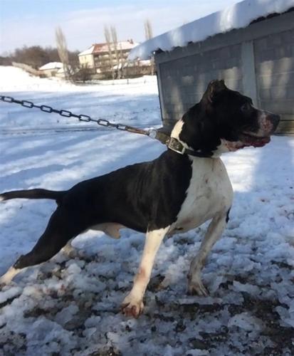 Shitet Pitbulli 