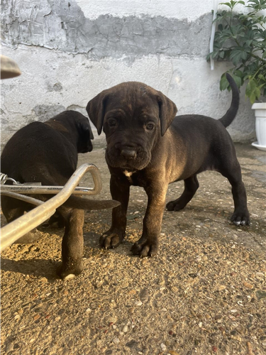 Cane corso