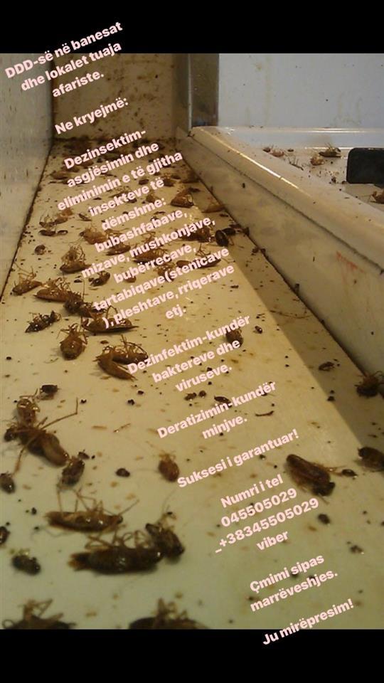 Dezinsektim