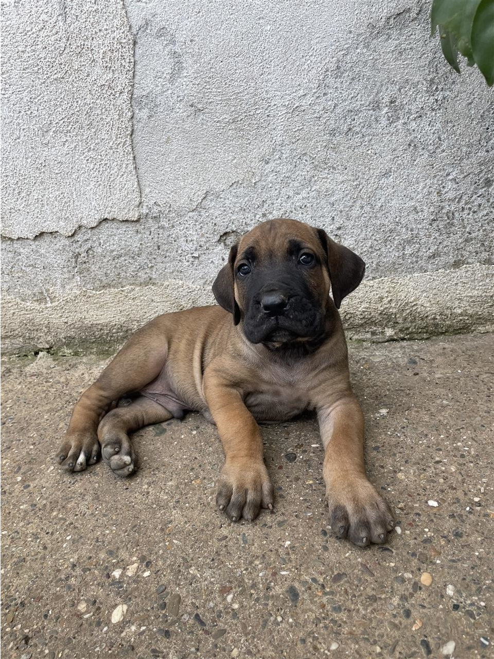 Cane-corso